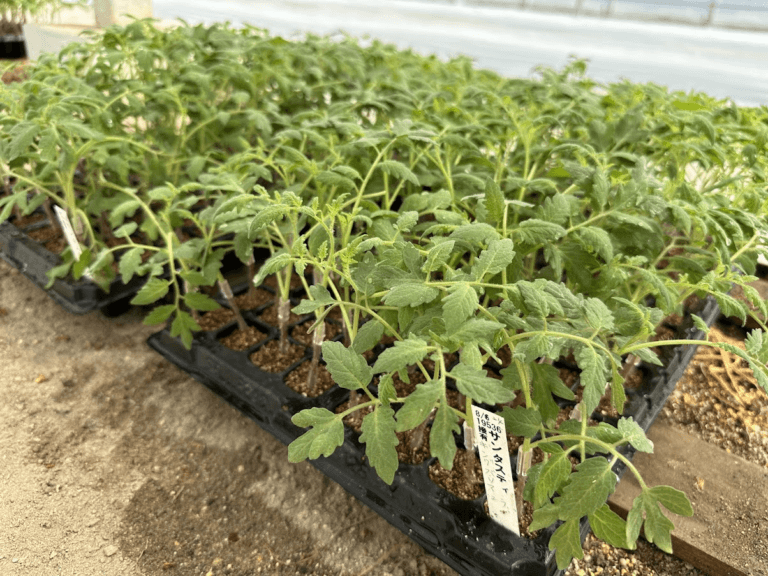 苗の注文サービス