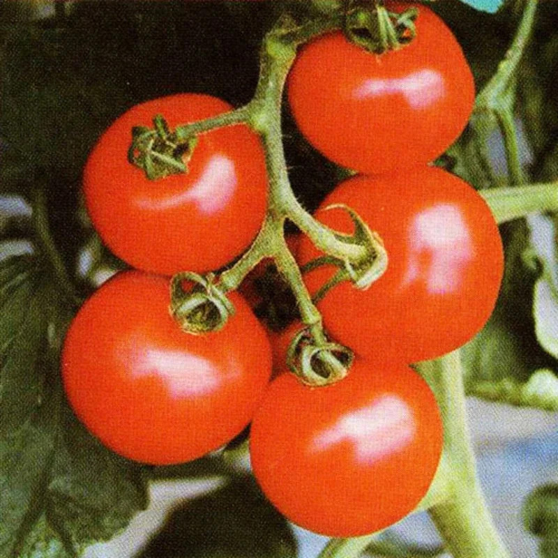 華おとめ