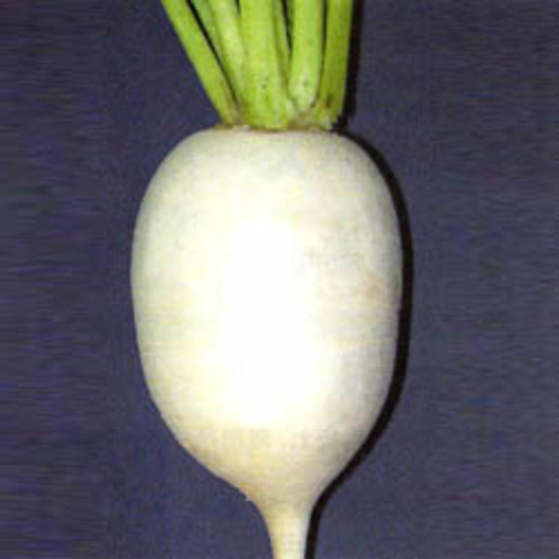 辛味そば大根
